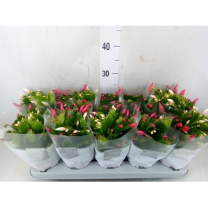 Schlumbergera  'Flame Duo' .mix pot