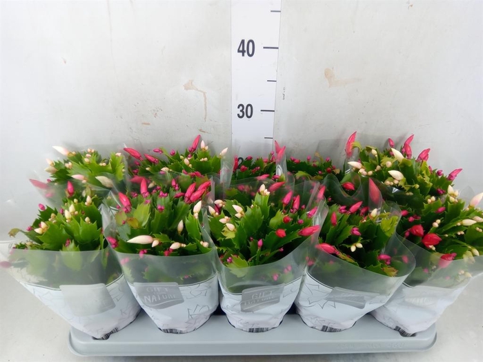 <h4>Schlumbergera 'Flame Duo' .mix pot</h4>