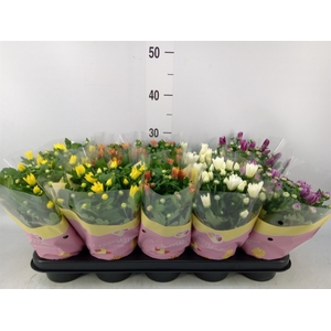 Chrysanthemum   ..mix 7