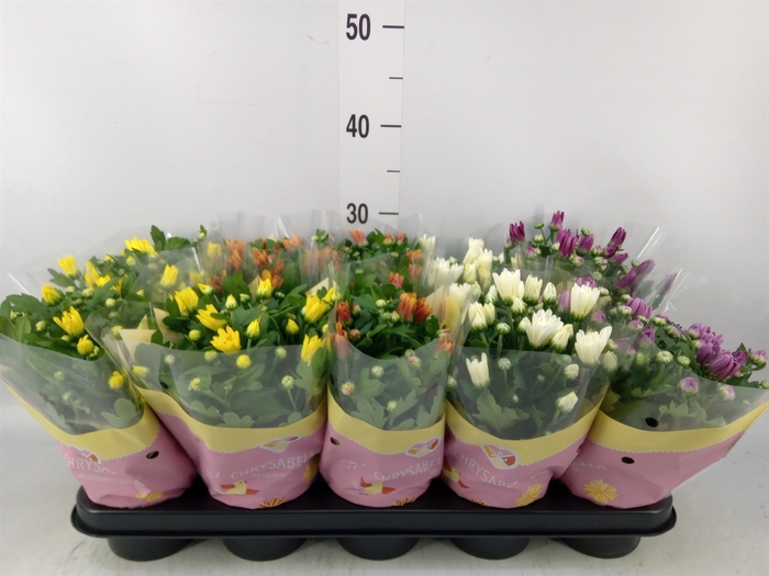<h4>Chrysanthemum   ..mix 7</h4>