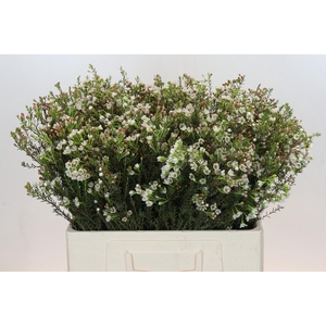 Chamelaucium Blondie