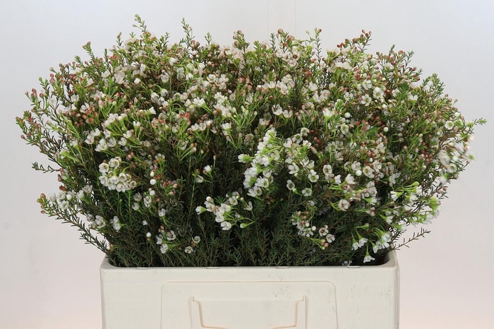 <h4>Chamelaucium Blondie</h4>