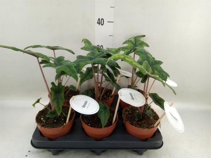 <h4>Alocasia   ...</h4>