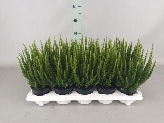<h4>CALLUNA VULG. 'SKYLINE' ...MIX 'V</h4>