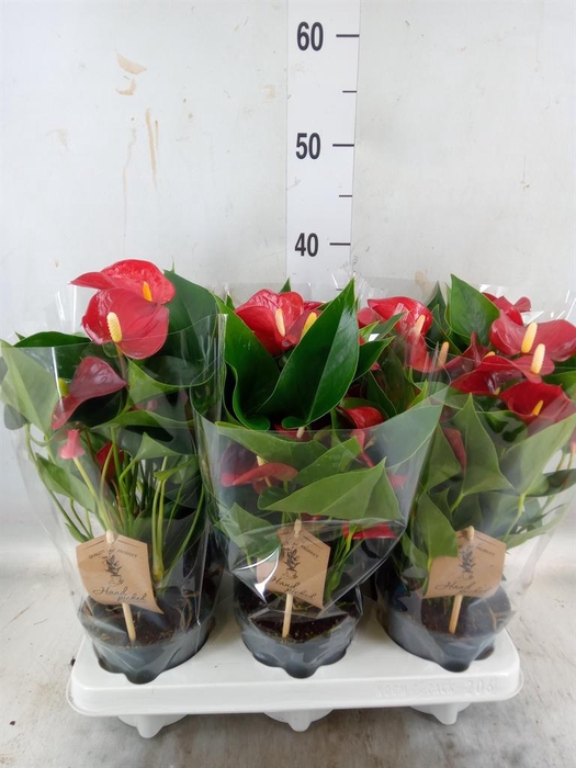 <h4>Anthurium andr. 'Micra'</h4>
