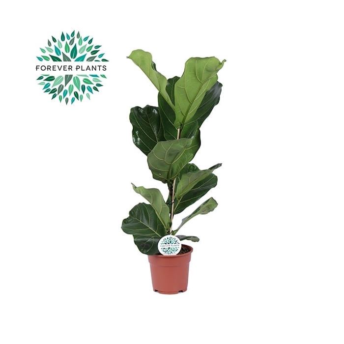 <h4>Ficus Lyrata p17</h4>