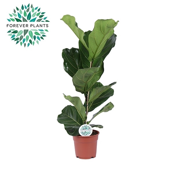 <h4>Ficus Lyrata p17</h4>