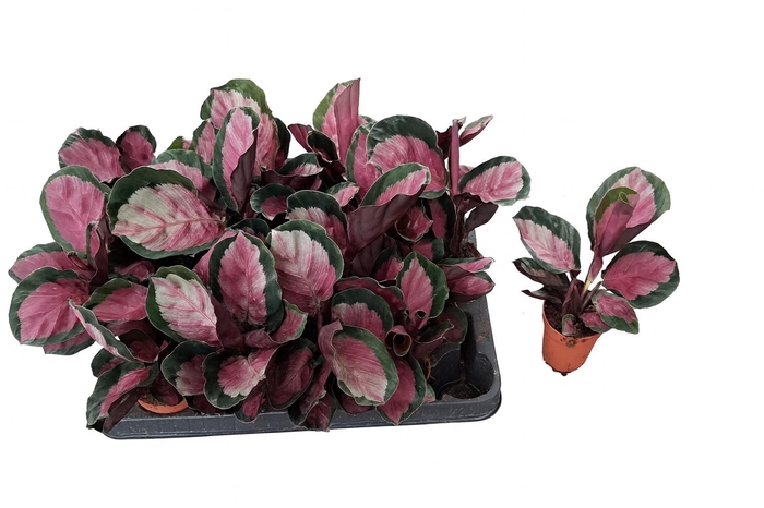 <h4>CALAT ROSEO ROSY</h4>