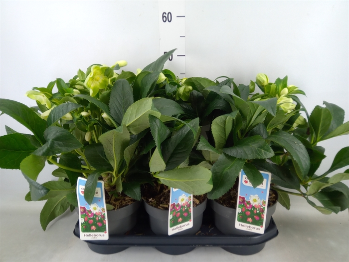 <h4>Helleborus  'JWLS Endless'</h4>