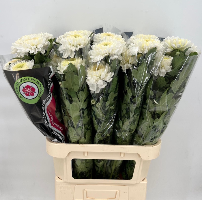 <h4>Chrys Gp Rossano White</h4>