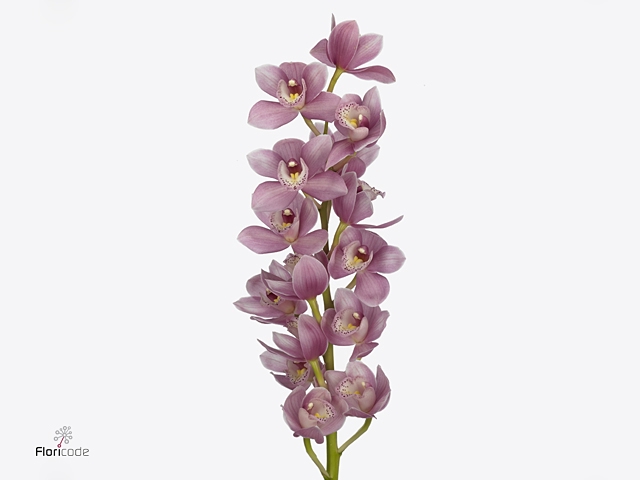 CYMB MI ROSANNA SHAW