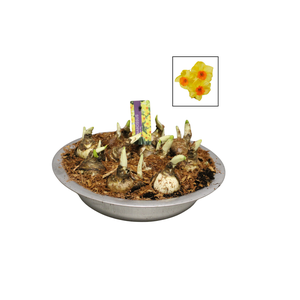 Bol op pot Narcis zinken schaal 29cm Bright day