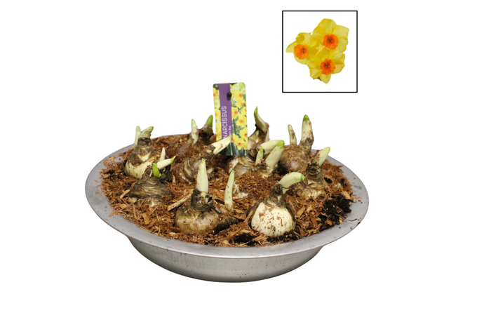 <h4>Bol op pot Narcis zinken schaal 29cm Bright day</h4>