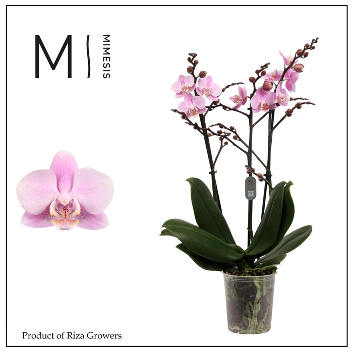 <h4>Phalaenopsis Beaution 3 spike - 12cm | Mimesis</h4>