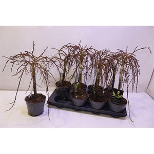 Salix Arbuscula Op Stam