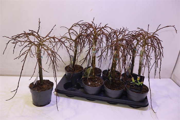 <h4>Salix Arbuscula Op Stam</h4>