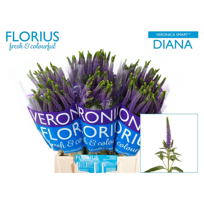 <h4>Veron Smart Diana</h4>