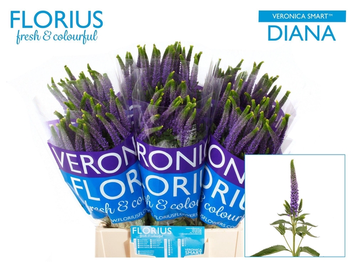 Veron Smart Diana