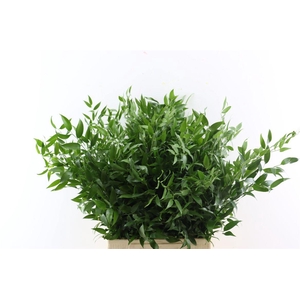 Ruscus Medium 150gr P Bunch