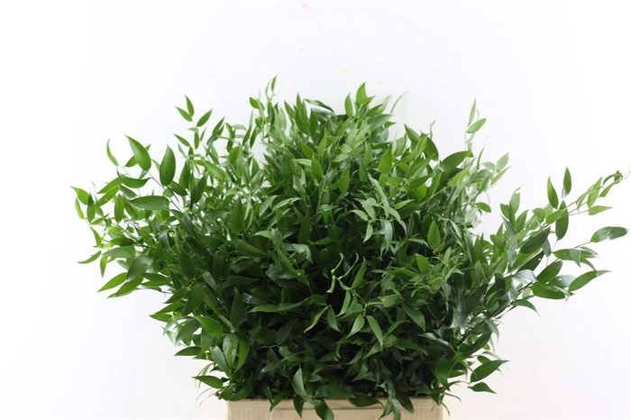 <h4>Ruscus Medium 150gr P Bunch</h4>