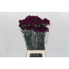 Dianthus St Purple Damascus