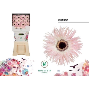 Gerbera Spider Cupido Diamond