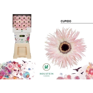 Gerbera Spider Cupido Diamond