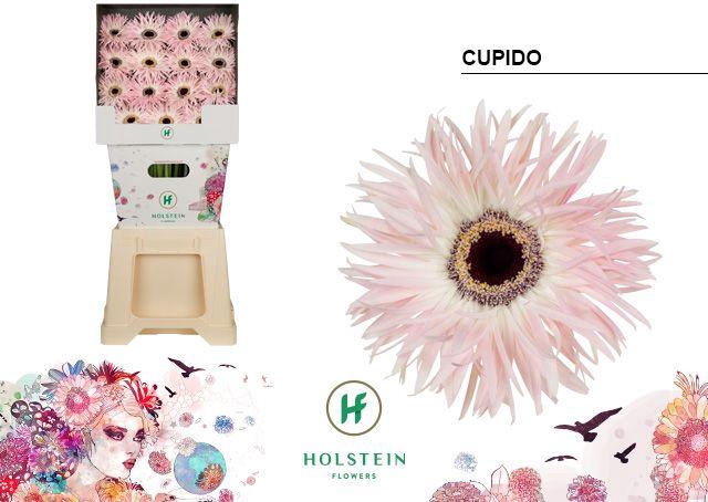 <h4>Gerbera Spider Cupido Diamond</h4>