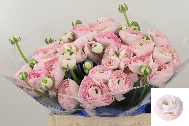 <h4>RAN SU HANOI</h4>