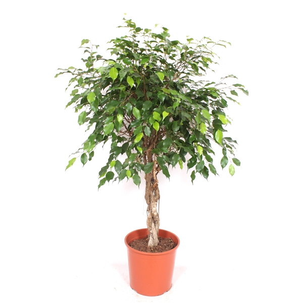 <h4>Ficus Exotica</h4>