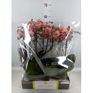 Phalaenopsis   ...red