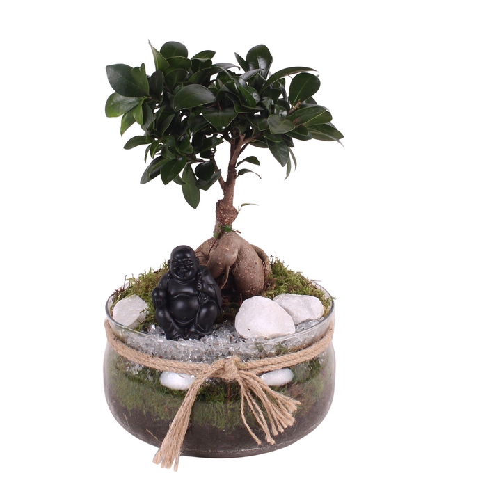 <h4>Ficus m. Ginseng Ø09cm in Glass bowl with Rope Ø20cm</h4>