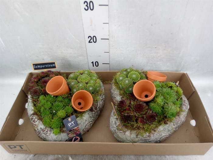 Arr.  Sempervivum L%