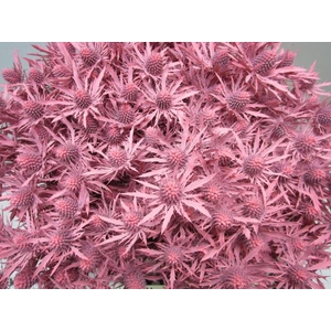 Eryn Orion Rose L50