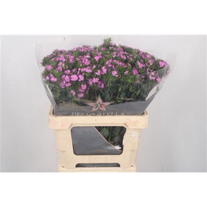 Di Barb Breanthus Melian Lila