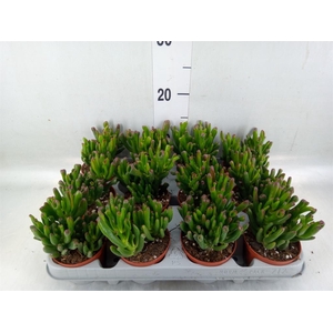 Crassula ovata 'Gollum'