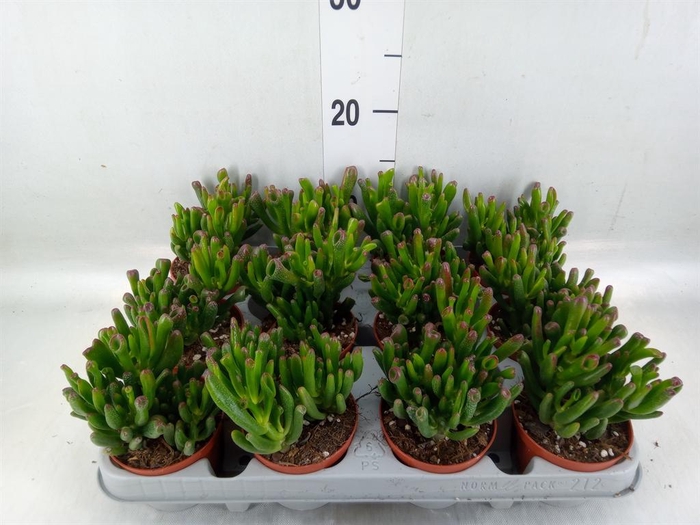 <h4>Crassula ovata 'Gollum'</h4>