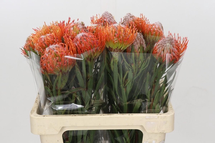 <h4>Nutans Tango</h4>