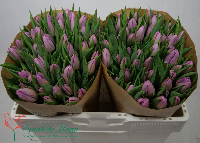 <h4>TU EN CANDY PRINCE</h4>