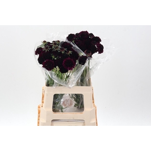 Scab At Re Vel Scoop