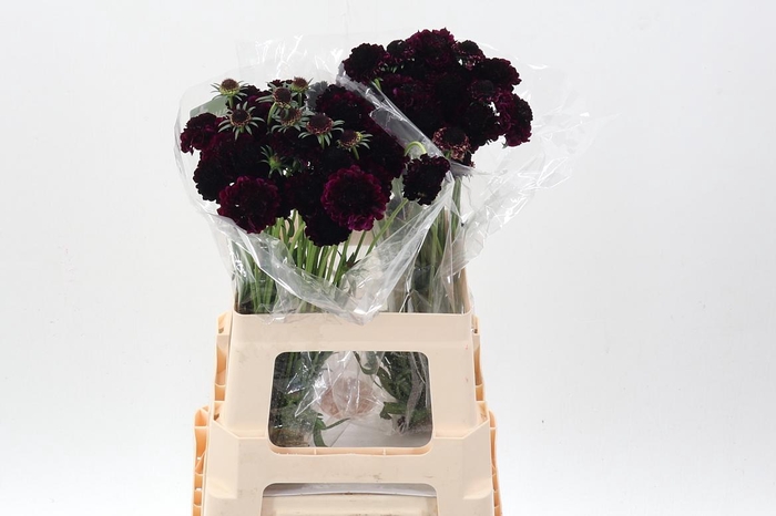 <h4>Scab At Re Vel Scoop</h4>