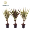 Dracaena