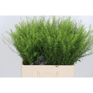 Lepidium Green Bell