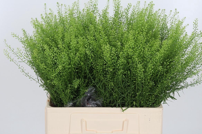 <h4>Lepidium Green Bell</h4>