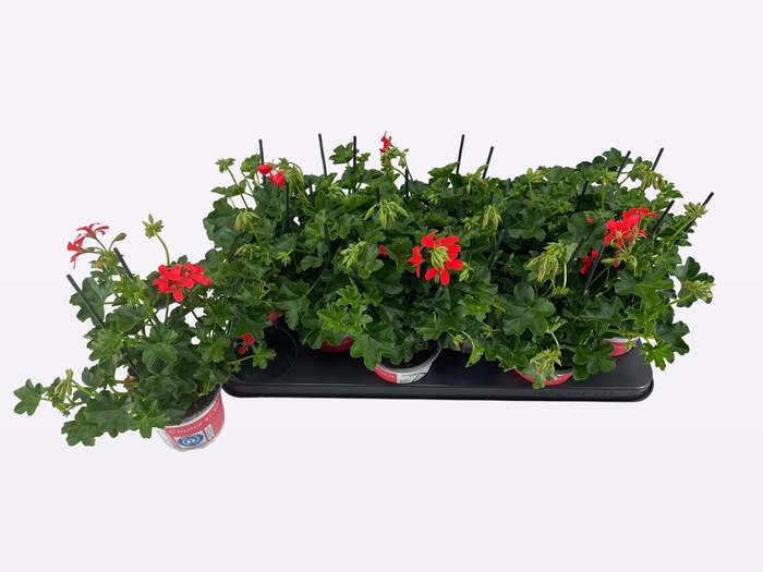 <h4>PEL PELT BALKON ROOD</h4>