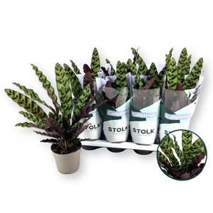 CALAT LANCIFOLIA