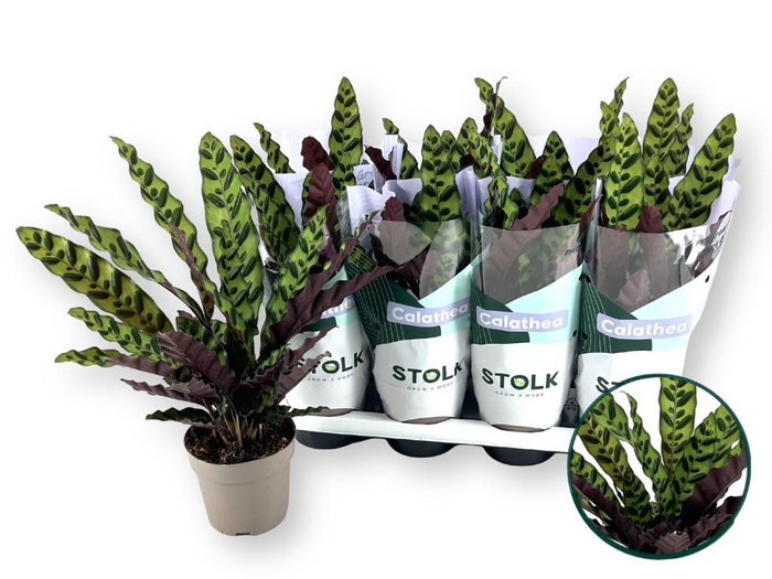 <h4>CALAT LANCIFOLIA</h4>
