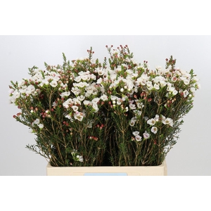Chamelaucium Moonlight Delight