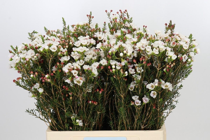<h4>Chamelaucium Moonlight Delight</h4>