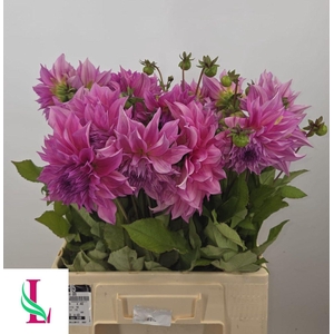 DAHL CAFE LAIT ROSE